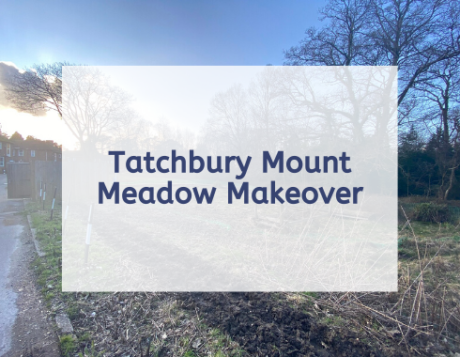 Tatchbury mount meadow makeover